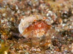 The tiniest hermit crab found posing for the camera :) by Terry Moore 